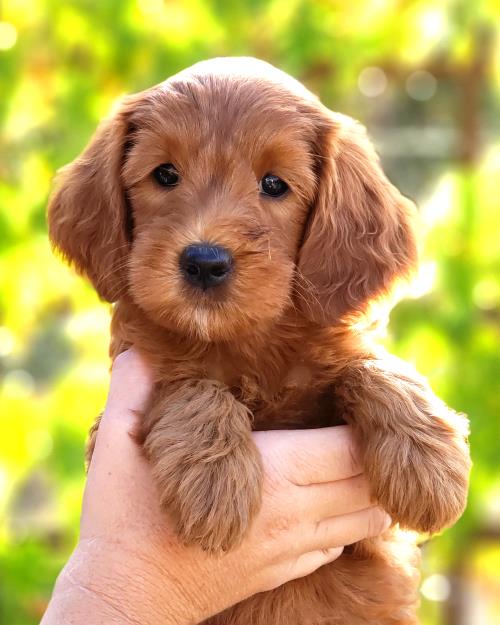 Ziva